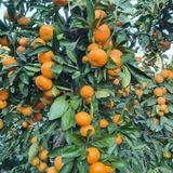 팜모닝 · 게시글 이미지