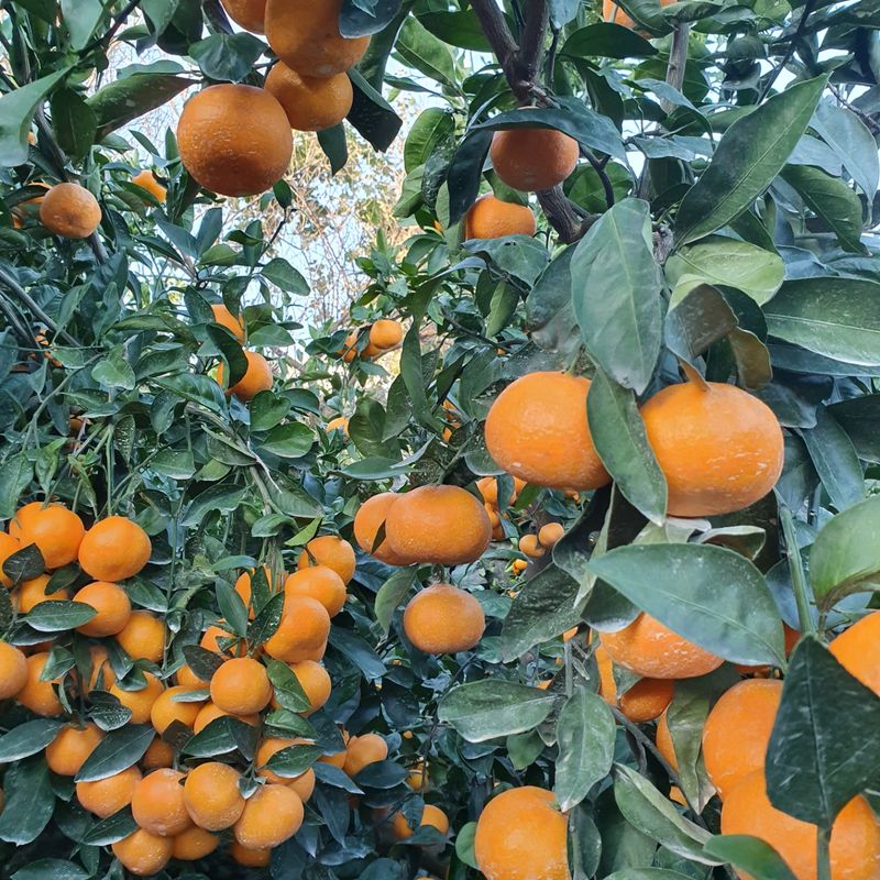 수산자매농장님의 장터 판매 상품 [노지 조생 감귤 한 박스(10kg)당 18,000원] 첨부 사진