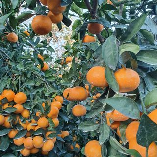 수산자매농장님의 작성글 사진