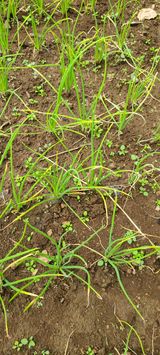 팜모닝 파·병해충상담 게시글 이미지