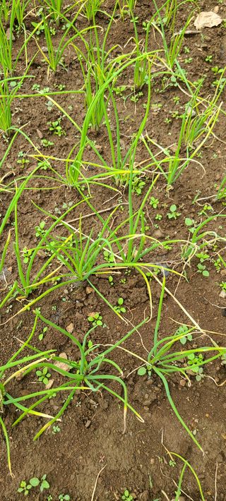 평창분홍님의 파 · 병해충상담 작성글 사진