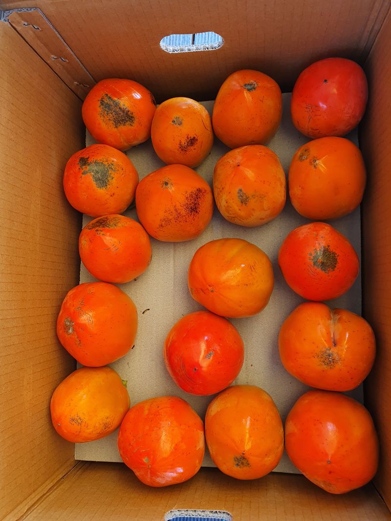 장터 상품 [해풍맞고 자란 맛있는 대봉 대봉15키로 35,000 (16키로이상)] 썸네일