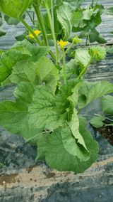 팜모닝 기타작물·병해충상담 게시글 이미지