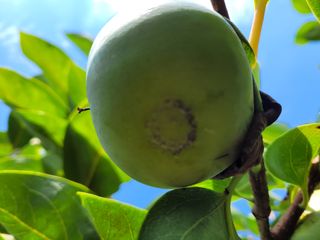 이출호님의 감 · 병해충상담 작성글 사진