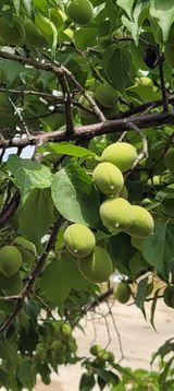 팜모닝 매실·자유게시판 게시글 이미지