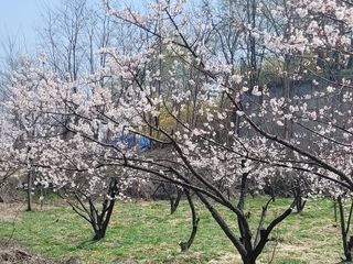 주니그니매실밭님의 매실 · 자유게시판 작성글 사진