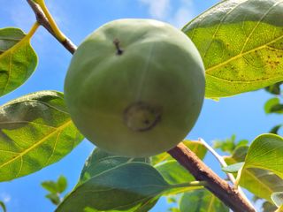 이출호님의 감 · 병해충상담 작성글 사진