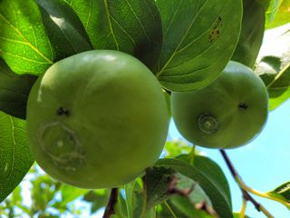 이출호님의 감 · 병해충상담 작성글 사진