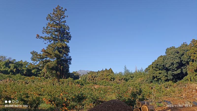 자연재님의 장터 판매 상품 [유라조생귤 17,000  5k.     30,000 10k] 첨부 사진