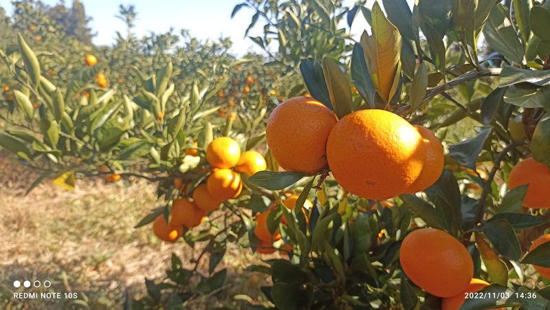 자연재님의 장터 판매 상품 [유라조생귤 17,000  5k.     30,000 10k] 첨부 사진