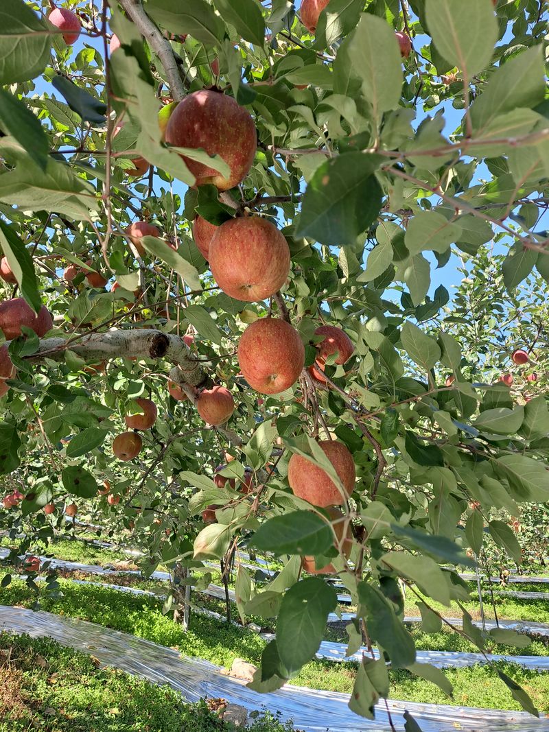 장터 상품 [🏞강원도 횡성 치악산 부사사과 판매🏞  저희 과원은] 썸네일