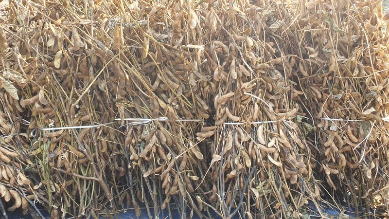 인생은 소풍처럼님의 장터 판매 상품 [토종납작서리태 26일자로마감] 첨부 사진