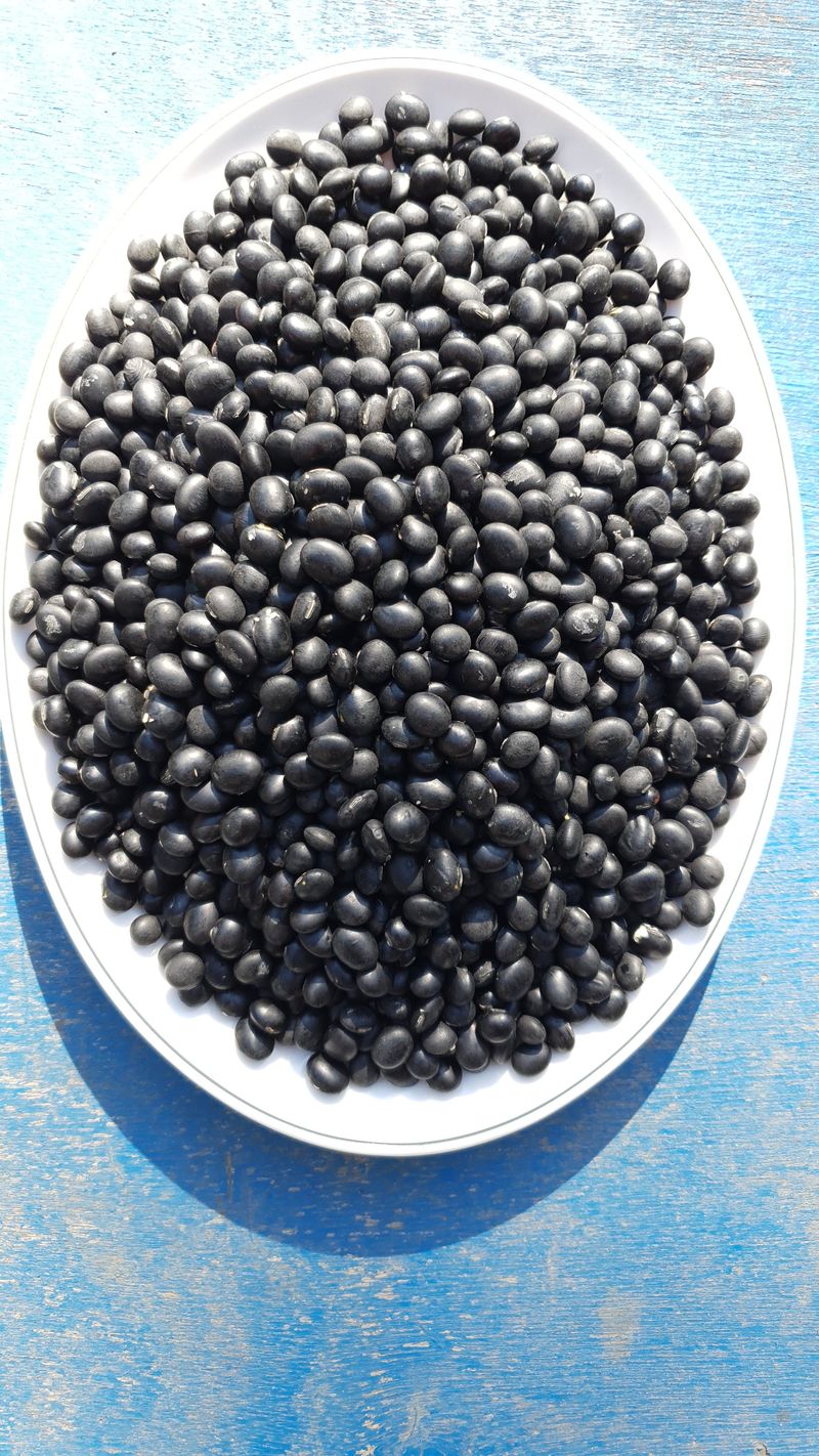 인생은 소풍처럼님의 장터 판매 상품 [토종납작서리태 26일자로마감] 첨부 사진