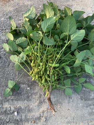 이제현님의 콩 · 자유게시판 작성글 사진