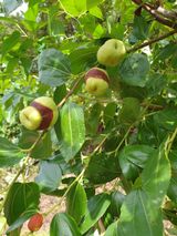 팜모닝 기타작물·병해충상담 게시글 이미지