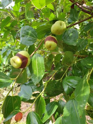 박상근님의 기타작물 · 병해충상담 작성글 사진