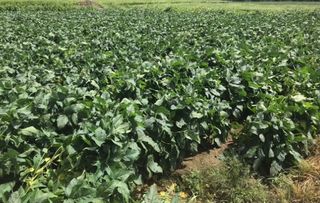 김기영님의 콩 · 자유게시판 작성글 사진