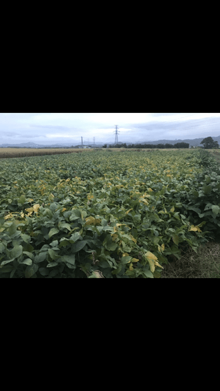 김기영님의 콩 · 자유게시판 작성글 사진