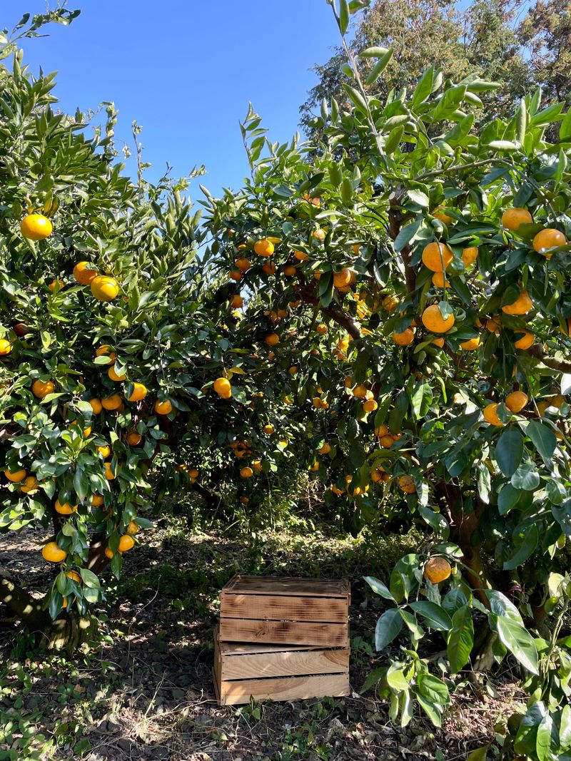 아브라함 (심양)예닮동산님의 장터 판매 상품 [제주조생감귤 10키로1박스 20000] 첨부 사진