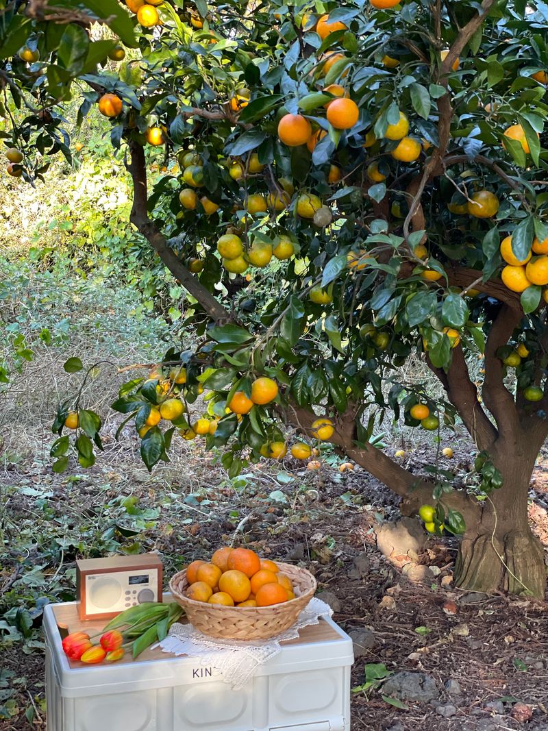 장터 상품 [제주조생감귤 10키로1박스 20000] 썸네일