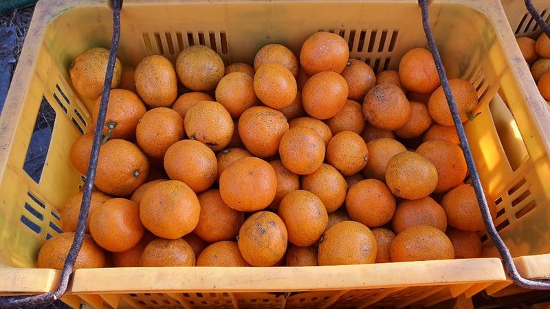 아브라함 (심양)예닮동산님의 장터 판매 상품 [제주조생감귤 10키로1박스 20000] 첨부 사진