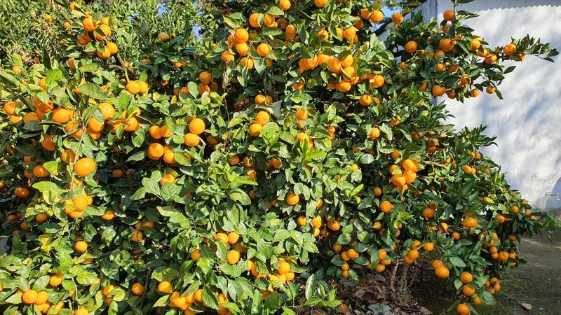 아브라함 (심양)예닮동산님의 장터 판매 상품 [제주조생감귤 10키로1박스 20000] 첨부 사진