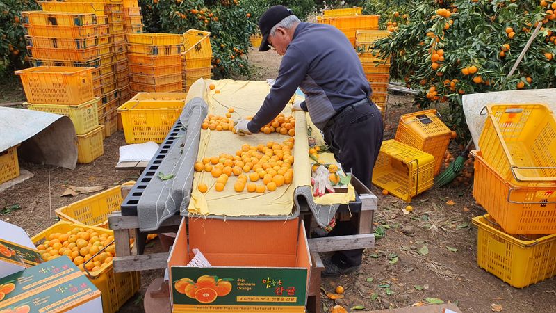 아브라함 (심양)예닮동산님의 장터 판매 상품 [제주조생감귤 10키로1박스 20000] 첨부 사진