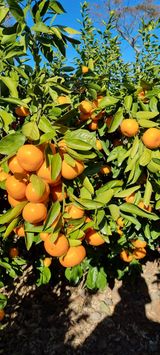 팜모닝 귤·수확 게시글 이미지