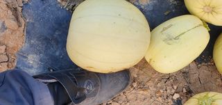 권길수님의 호박 · 자유게시판 작성글 사진