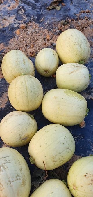 권길수님의 호박 · 자유게시판 작성글 사진