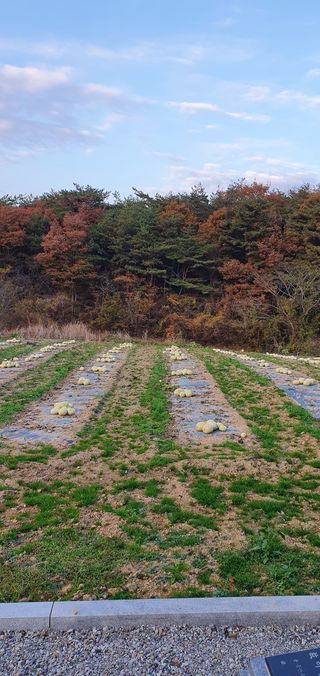 권길수님의 호박 · 자유게시판 작성글 사진
