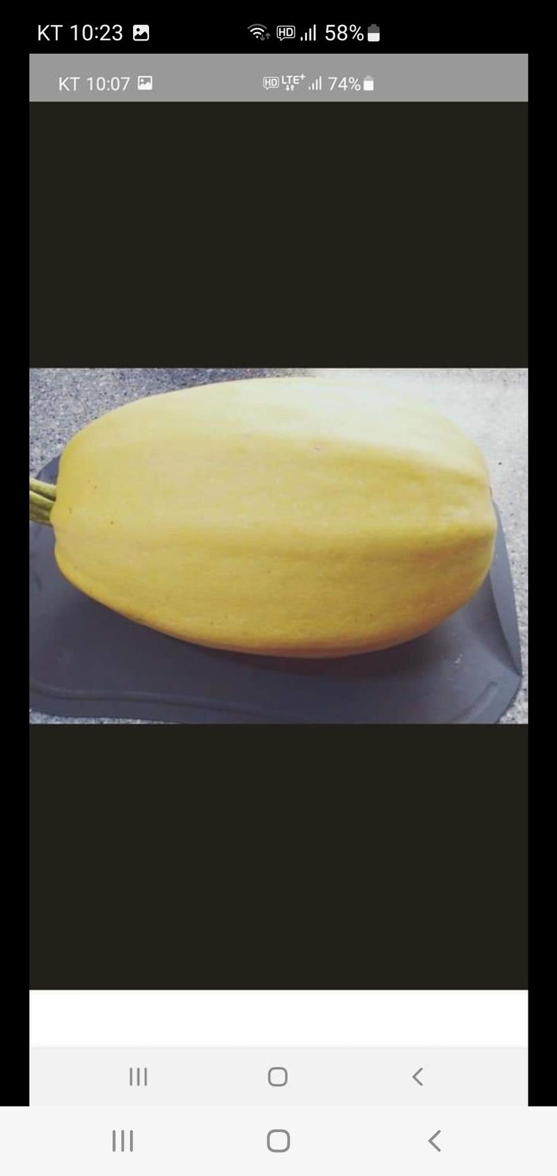 권길수님의 장터 판매 상품 [국수호박 5키로 주문] 첨부 사진