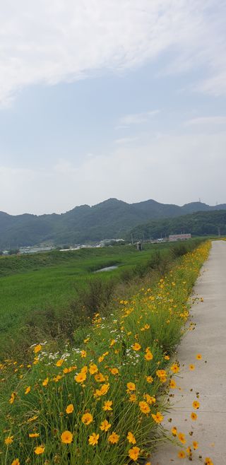 낙엽교목류21902님의 고추 · 수확 작성글 사진