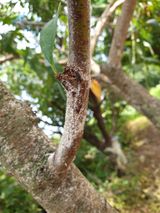 팜모닝 복숭아·병해충상담 게시글 이미지