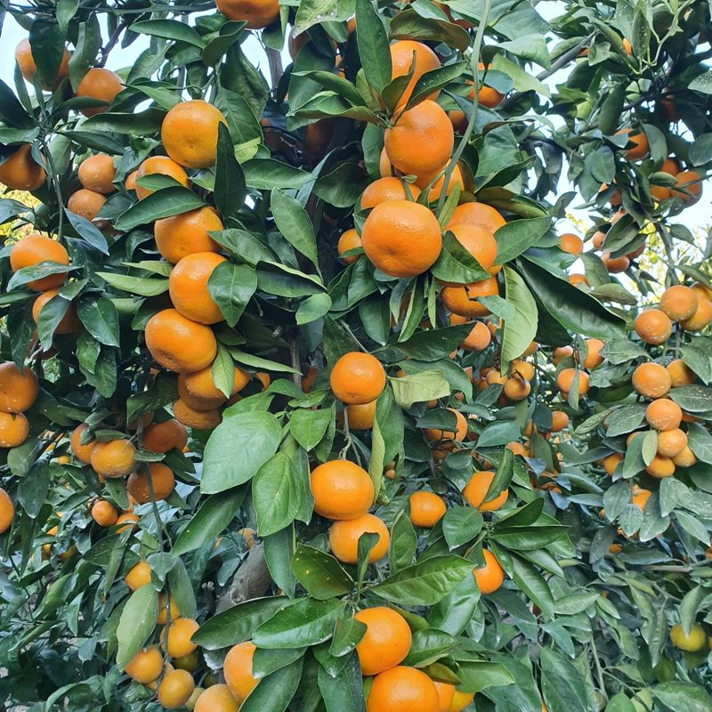 수산자매농장님의 장터 판매 상품 [노지 조생 감귤 한 박스(10kg)당 18,000원] 첨부 사진