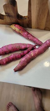 팜모닝 고구마·병해충상담 게시글 이미지