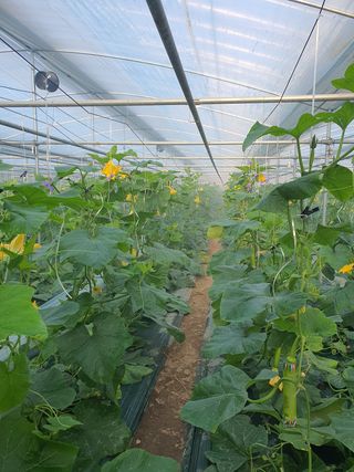 한국인님의 호박 · 자유게시판 작성글 사진