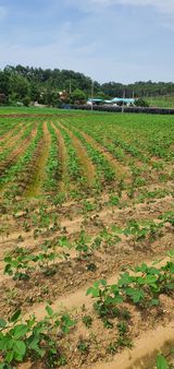 팜모닝 콩·자유게시판 게시글 이미지