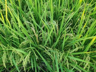 김민성님의 기타작물 · 병해충상담 작성글 사진