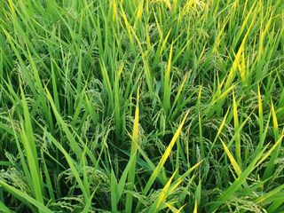 김민성님의 기타작물 · 병해충상담 작성글 사진