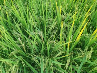 김민성님의 기타작물 · 병해충상담 작성글 사진