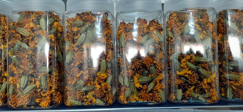 장터 상품 [메리골드 500미리병 1만원  다섯병주문시 택배비 무료입니다] 썸네일