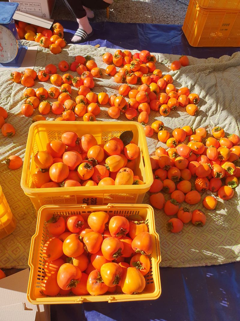 장터 상품 [해풍맞고 자란 맛있는 대봉 대봉15키로 35,000 (17키로이상)] 썸네일