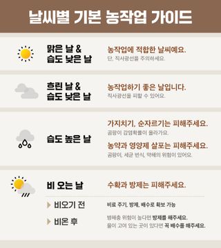 고구마 농사도우미님의 고구마 · 자유게시판 작성글 사진