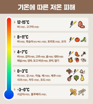 고구마 농사도우미님의 고구마 · 자유게시판 작성글 사진