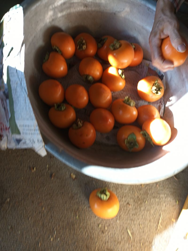 노상천님의 장터 판매 상품 [고종시 감 ] 첨부 사진