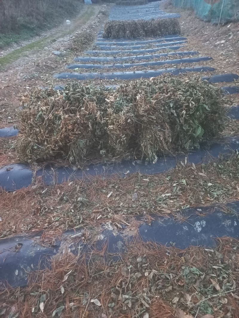 인생은 소풍처럼님의 장터 판매 상품 [달콤한 귀족서리태 1키로마감 ] 첨부 사진