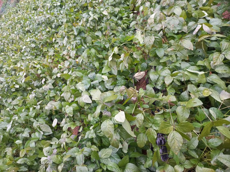 인생은 소풍처럼님의 장터 판매 상품 [달콤한 귀족서리태 1키로마감 ] 첨부 사진