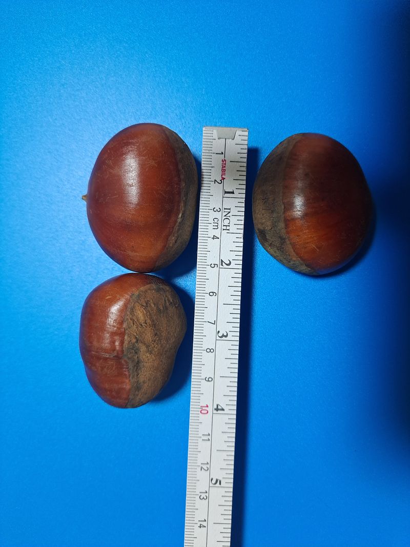 장터 상품 [밤 5kg30,000원 배송비포함] 썸네일