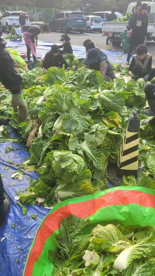 손정아님의 배추 · 수확 작성글 사진